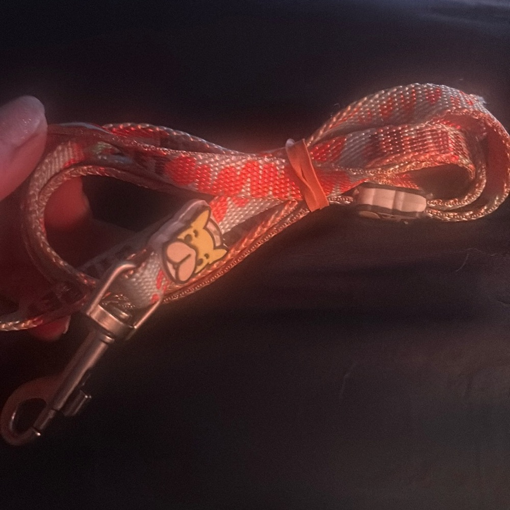 Frenchie leash and matching harness.